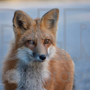 Fox Face
