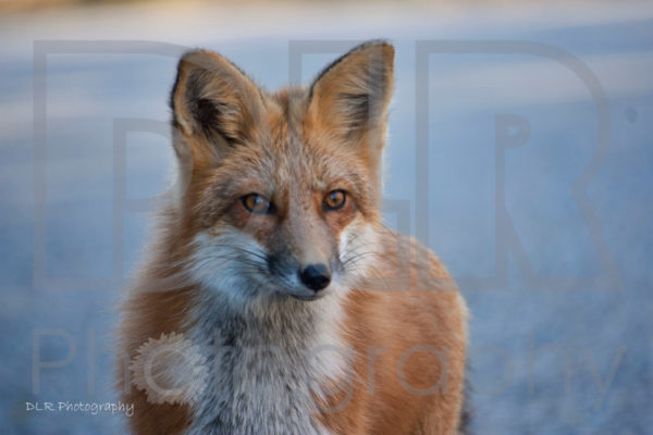 Fox Face