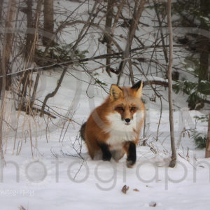 Fox #2
