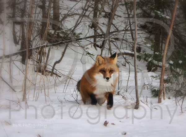 Fox #2