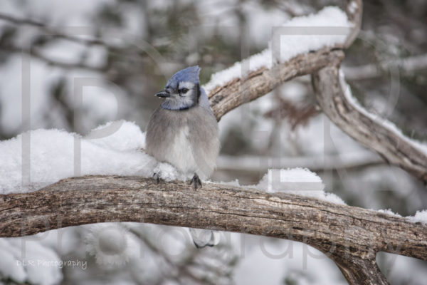 Winter Jay