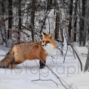 Fox