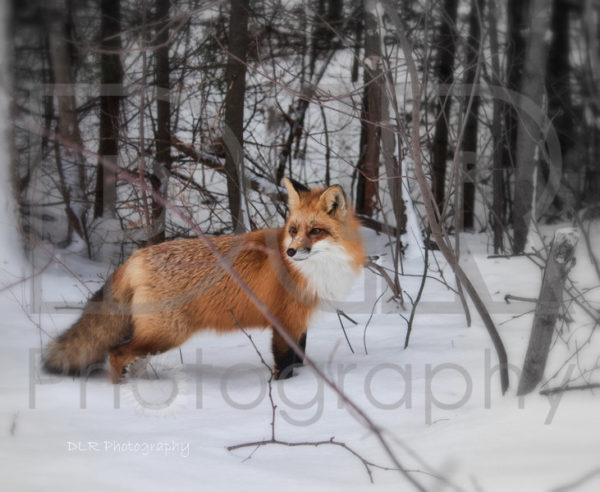 Fox