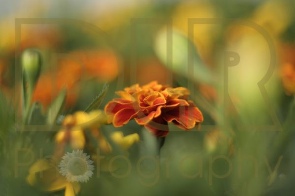 Marigold
