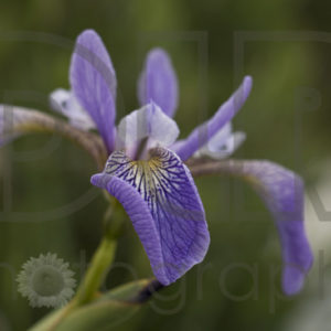 Wild Iris #2