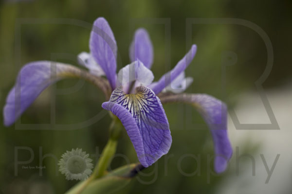 Wild Iris #2