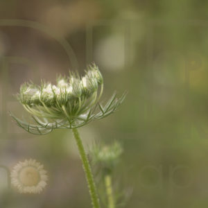 Queen Anne's Lace Budding