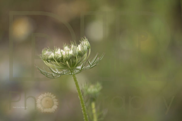 Queen Anne's Lace Budding