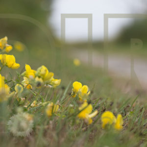 Along the Roadside