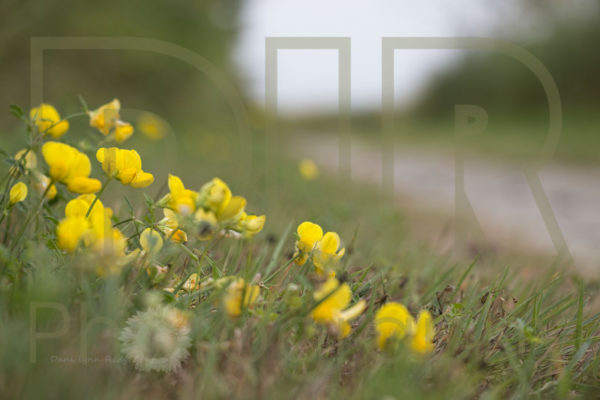 Along the Roadside