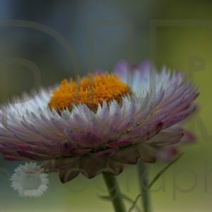 Aster (Purple)