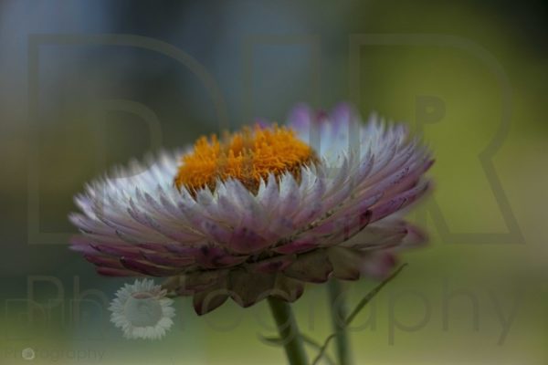 Aster (Purple)