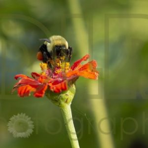 Bee Gathering