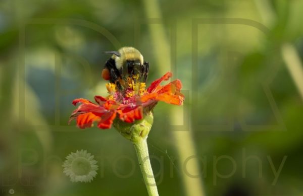Bee Gathering
