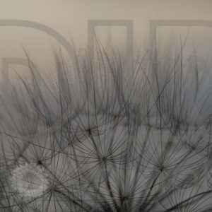Dandelion Crown