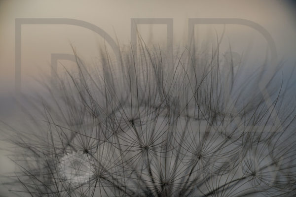 Dandelion Crown