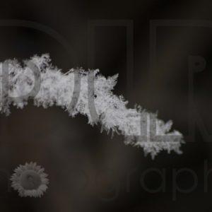 Early Frost