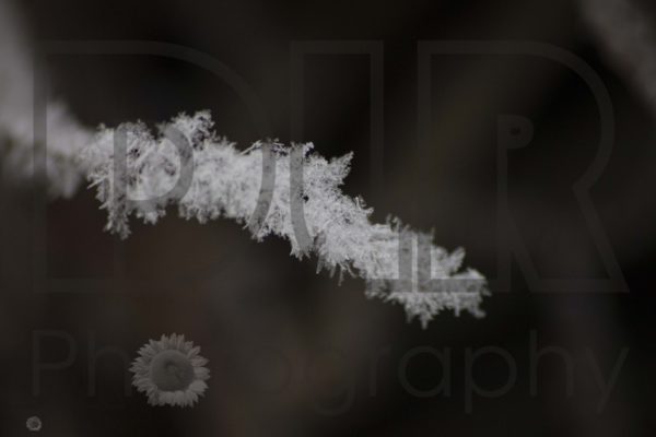 Early Frost