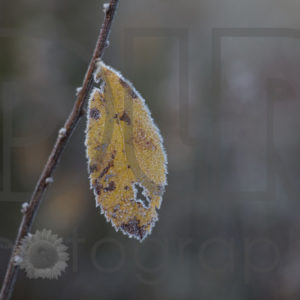 Frosty Birch Leaf