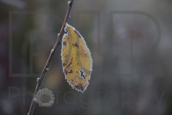 Frosty Birch Leaf