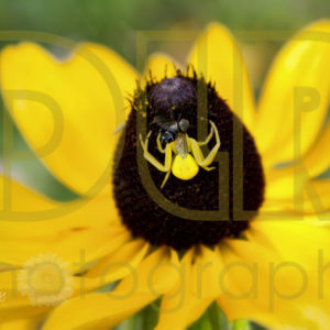 Spider Rider