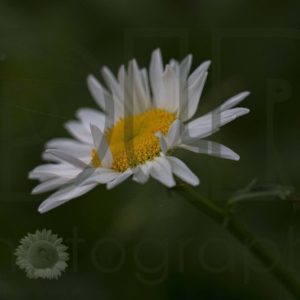 Daisy