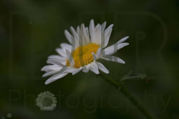 Daisy