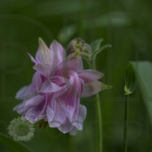 Pink Columbine