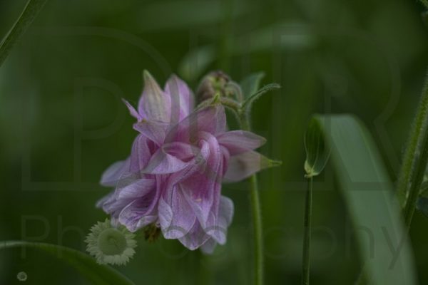 Pink Columbine