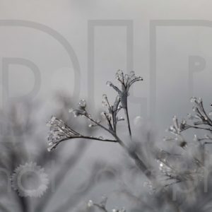 Ice Crystals