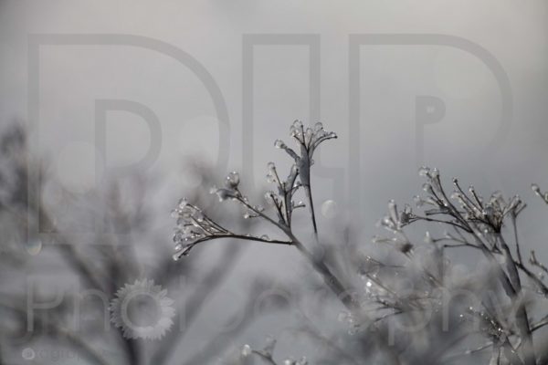 Ice Crystals