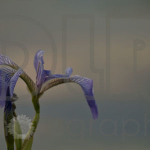 Wild Iris