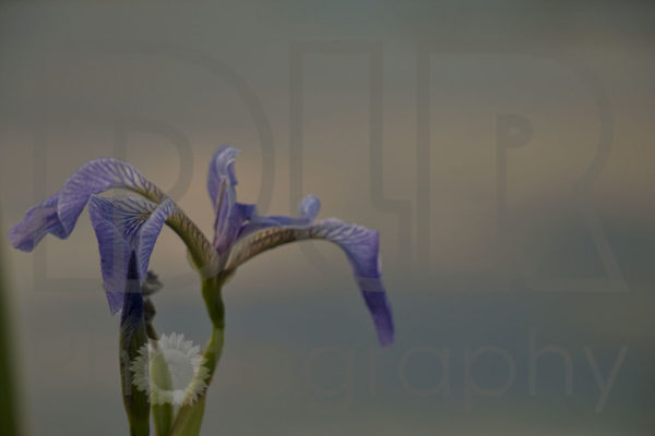 Wild Iris