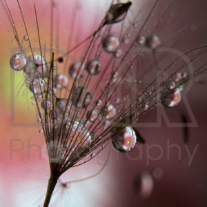 Pink Drops