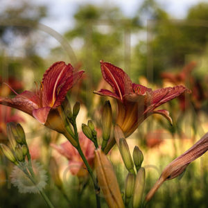In the Wind (Tiger Lilies)
