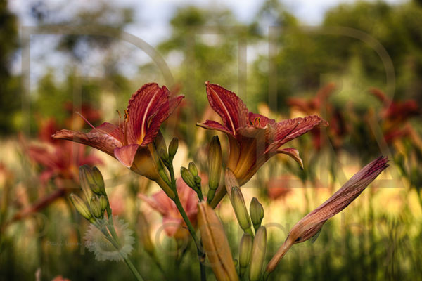 In the Wind (Tiger Lilies)