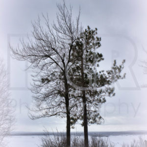 Winter Tree